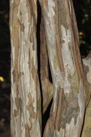 Image result for Cordia goetzei