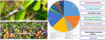 Image result for Multidentia sp. A