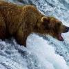 Fish bodies are streamlined and relatively light so a long fall into water isn't usually a problem. Https Encrypted Tbn0 Gstatic Com Images Q Tbn And9gcqbnholle2bsby9j72a8d3fdxitixqigafwhic Ecjdhm317uak Usqp Cau