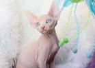 Available Sphynx Kittens For Sale & Cats For Adoption