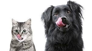 Evde Hazirlanabilir Kedi Ve Kopek Mamalari