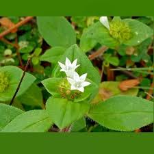 Image result for Richardia brasiliensis