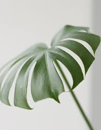 Urban Jungle Bloggers Pflanzen Tropische Pflanzen Kakteen Und Sukkulenten