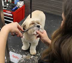 Some of the ways of carrying out this process are as follow: Dog Grooming Pet Supplies Plus Pet Supplies Plus