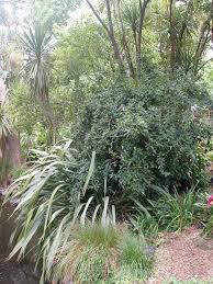 Image result for Cestrum × cultum