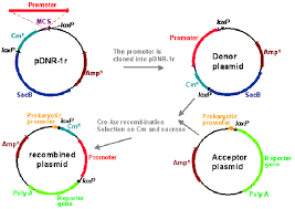 Flow Chart Of Cre Loxp Based Cloning Of A Promoter And