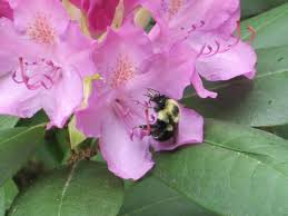 What flowers do bees like in spring. 10 Things You Didn T Know About Bumblebees The Old Farmer S Almanac