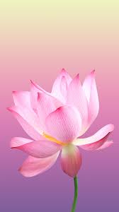 Collection Rose Bijoux En Pierre Semi Precieuse Visitez La Boutique De Bijoux En Pierre Naturell Fleur De Lotus Papier Peint A Fleurs Photographie De Fleur