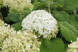 Diese hortensie wird in ihrem garten zum blickfang: Hortensiensorten 28 Hortensien Arten Fur Jeden Garten