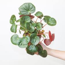 Image result for Actiniopteris dimorpha