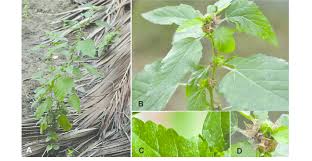 Image result for Malvastrum coromandelianum