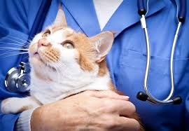 According to petplan, a pet insurance company, the average cost of unexpected veterinary care but emergency room visits can cost thousands of dollars, especially if surgery is needed. Emergency Veterinary Care In Wiscasset Me Wiscasset Veterinary Hospital
