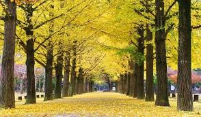 Seoul national university pulau nami. 10 Tempat Terbaik Menikmati Musim Gugur Di Korea