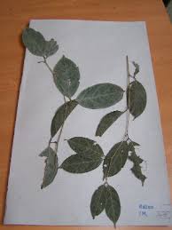 Image result for Cryptosepalum maraviense