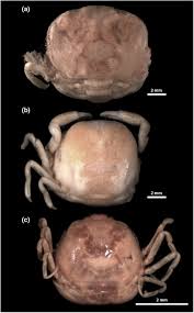 Image result for Lophiocarpaceae