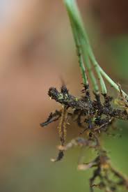 Image result for Elaphoglossum lancifolium