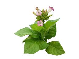 Image result for Nicotiana tabacum