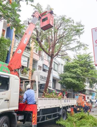 Nha Trang: Khẩn trương cắt tỉa cây xanh trước mùa mưa bão - Báo Khánh Hòa  điện tử