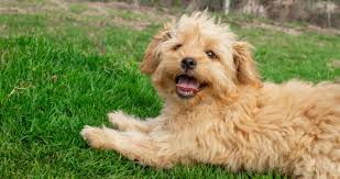 Would it make a great pet? Bringing Home A Miniature Goldendoodle Tips For A Successful First Week With Your New Puppy Ready Set Puppy