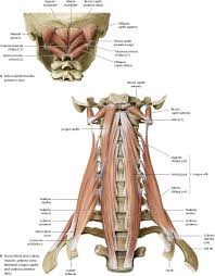The suboccipital muscles act to rotate the head and extend the neck. Neck Atlas Of Anatomy