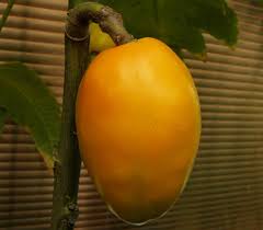 Image result for Cordia monoica