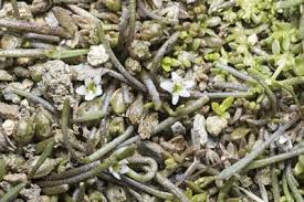 Image result for Limosella