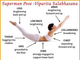 B) the muscle ends in a tendon, and the tendon attaches to the bone. Health Mantra Benefits Of Superman Pose Viparita Shalabhasana Are 1 Stretches Strengthens The Muscles Of The Chest Shoulders Arms Legs Abdomen Lower Back 2 Tones The Abdomen Lower Back 3 Improves Blood Circulation