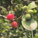 Image result for Mystroxylon