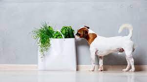 However, it is not considered necessary for your dog's diet, but it will definitely provide some valuable nutrients such as potassium and vitamin c. Can Dogs Eat Zucchini Yes With Major Health Benefits