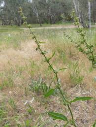 Image result for Rumex pulcher