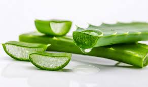 Solmuş bir aloe vera bitkisi. 4 Kebaikan Aloe Vera Pada Kulit Wajah Ingin Cantik Jom Cuba Bidadari My