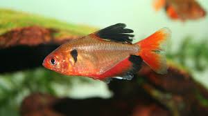 It is ideal to keep six or more fish of the same tetra species in the aquarium. Serpae Tetra Fish Species Profile