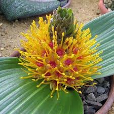 Image result for Daubenya