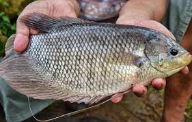 Mimpi Mancing Dapat Ikan Besar Togel Renunganku