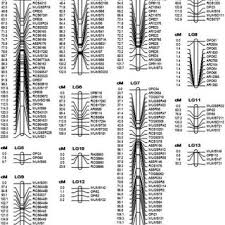 Image result for Macrotyloma maranguense
