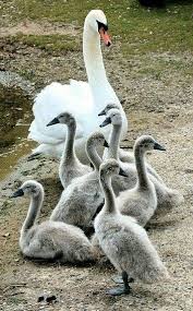 Waterfowl Mute Swan With Cygnets The Cob Male And The Pen Female Raise The Young For 1 Year Mute Swan Beautiful Birds Pet Birds