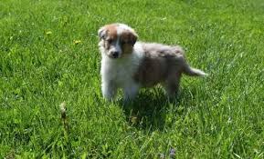 2010 top smooth collie breeder. Rough Collie Puppies Pets And Animals For Sale Ohio