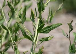 Image result for Cheirostylis lepida