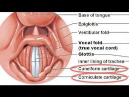 Arytenoid Yahoo Image Search Results Image Search Search Image