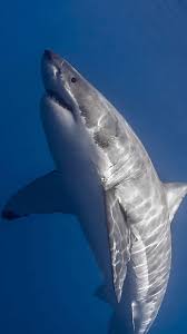Check spelling or type a new query. Great White Sharks Wallpapers Wallpaper Cave