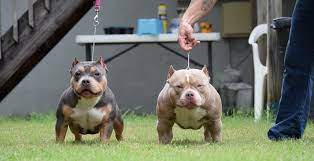Pocket American Bully Puppies For Sale Top American Bully Breeders American Bully Pocket Bully American Bully Kennels