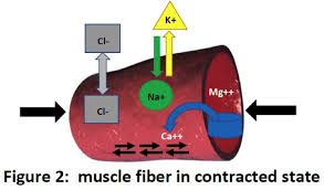 This is achieved through the. The Essential Role Of Electrolytes In Skeletal Muscle Contraction More Than Just Cramp Prevention