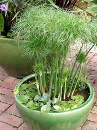 Balkon Ideen Selber Machen Ein Mini Teich Im Topf Kleine Wassergarten Miniteich Und Bepflanzung