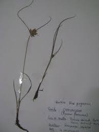 Image result for Pycreus flavescens