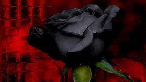 3 Techniques To Create Black Flowers Florist Chronicles
