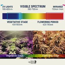 That means more red light is available to the plants, exactly when they start fruiting. Royal Queen Seeds Twitterren Regulating The Light Spectrum Of Your Cannabis Plants Will Make You Achieve Higher Yields And Increase Thc Vegetative Stage Blue Light For Healthy Leaves Range 400 500nm Flowering