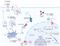 Image result for Wine Red 1999 AAV