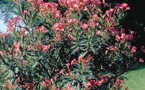 Combien de gens reçoivent l'affichage, combien de likes, commentaires ou tweets sont générés à la suite de l'affichage. Plante Toxique Le Laurier Rose Gamm Vert