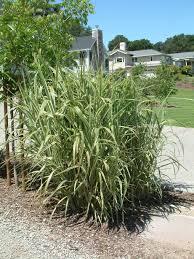Image result for Arundo donax