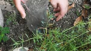 The water will seep slowly through the holes in the bottle, into the soil. 3 Ways To Make A Drip Irrigator From A Plastic Bottle Wikihow